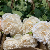 Cabbage Rose - Ivory - 55cm