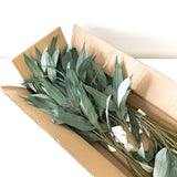 Eucalyptus Leaf Stem - 72cm - Green