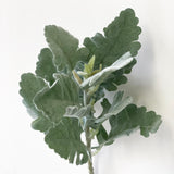 Lamb's Ear - 37cm